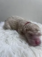 River, a male Goldendoodle and Poodle - Standard  for sale in Fredericksburg, VA – Photo 5 of 5