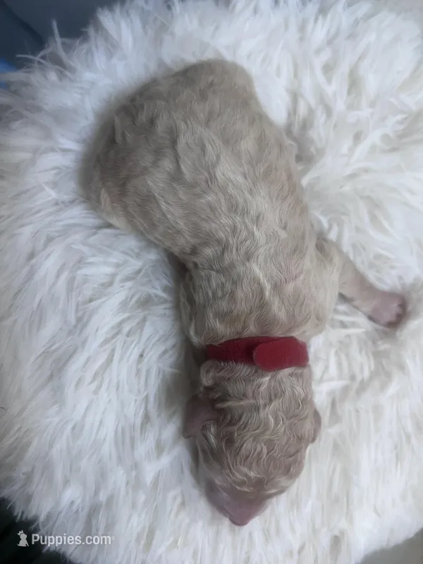 River – Goldendoodle, Poodle - Standard  puppy for sale in Fredericksburg, VA