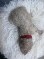 River, a male Goldendoodle and Poodle - Standard  for sale in Fredericksburg, VA – Photo 2 of 5