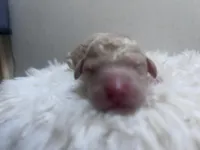 River, a male Goldendoodle and Poodle - Standard  for sale in Fredericksburg, VA – Photo 1 of 5