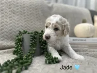 Jade 🩵, a female Goldendoodle and Poodle - Standard  for sale in Fredericksburg, VA – 10 of 10