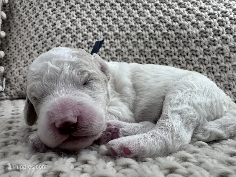 Ash🖤 – Goldendoodle, Poodle - Standard  puppy for sale in Fredericksburg, VA