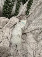 Jade 🩵, a female Goldendoodle and Poodle - Standard  for sale in Fredericksburg, VA – 8 of 8