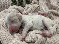 Bricks ❤️, a male Goldendoodle and Poodle - Standard  for sale in Fredericksburg, VA – 9 of 9