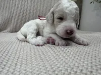 Bricks ❤️, a male Goldendoodle and Poodle - Standard  for sale in Fredericksburg, VA – 10 of 10