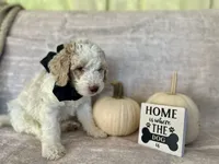 Ash🖤, a male Goldendoodle and Poodle - Standard  for sale in Fredericksburg, VA – 4 of 9