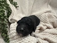 Onyx 🧡, a male Goldendoodle and Poodle - Standard  for sale in Fredericksburg, VA – 1 of 7
