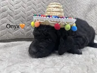 Onyx 🧡, a male Goldendoodle and Poodle - Standard  for sale in Fredericksburg, VA – 6 of 10