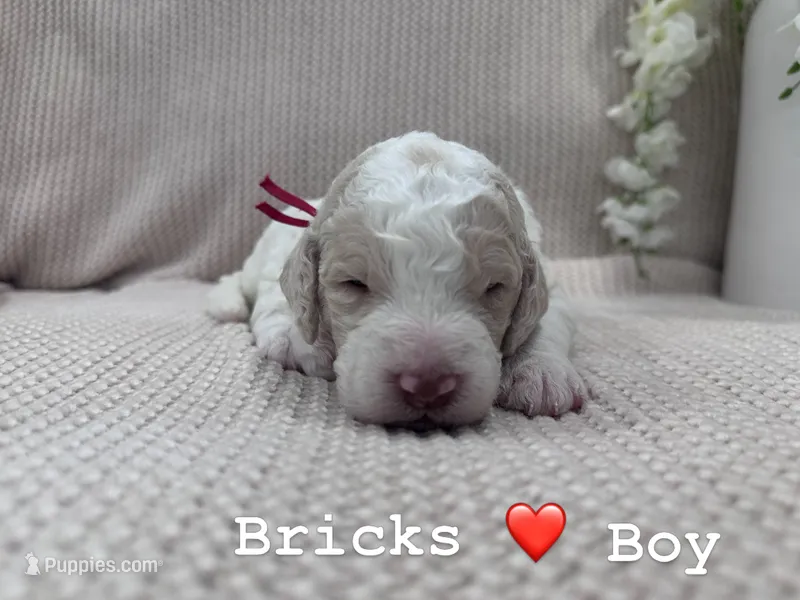 Bricks ❤️ – Goldendoodle, Poodle - Standard  puppy for sale in Fredericksburg, VA