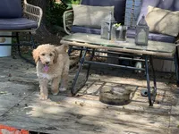 Kiko , a male Goldendoodle and Poodle - Standard  for sale in Fredericksburg, VA – 5 of 7