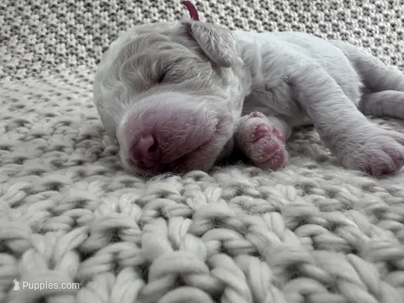 Bricks ❤️ – Goldendoodle, Poodle - Standard  puppy for sale in Fredericksburg, VA