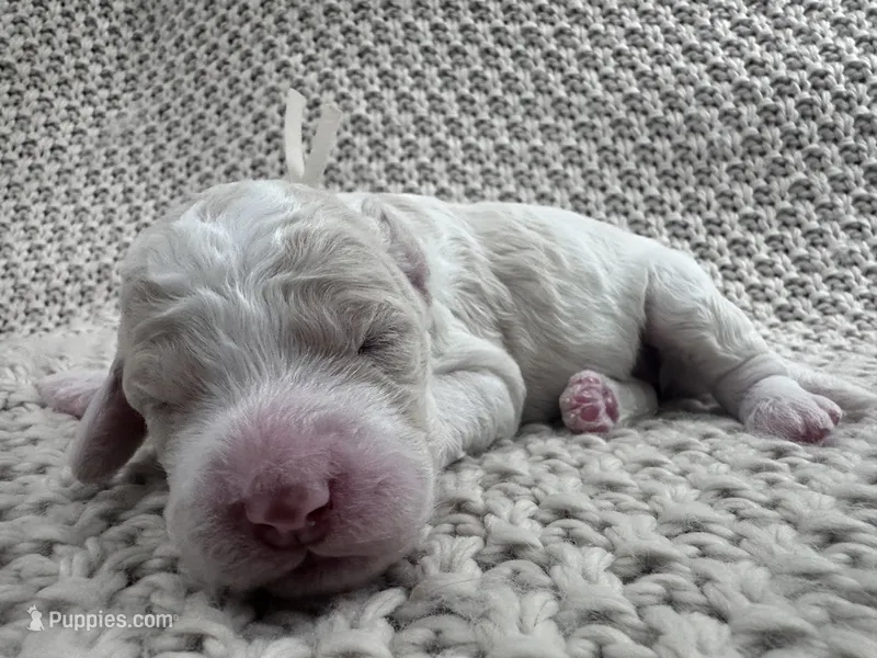 Ivory 🤍 – Goldendoodle, Poodle - Standard  puppy for sale in Fredericksburg, VA