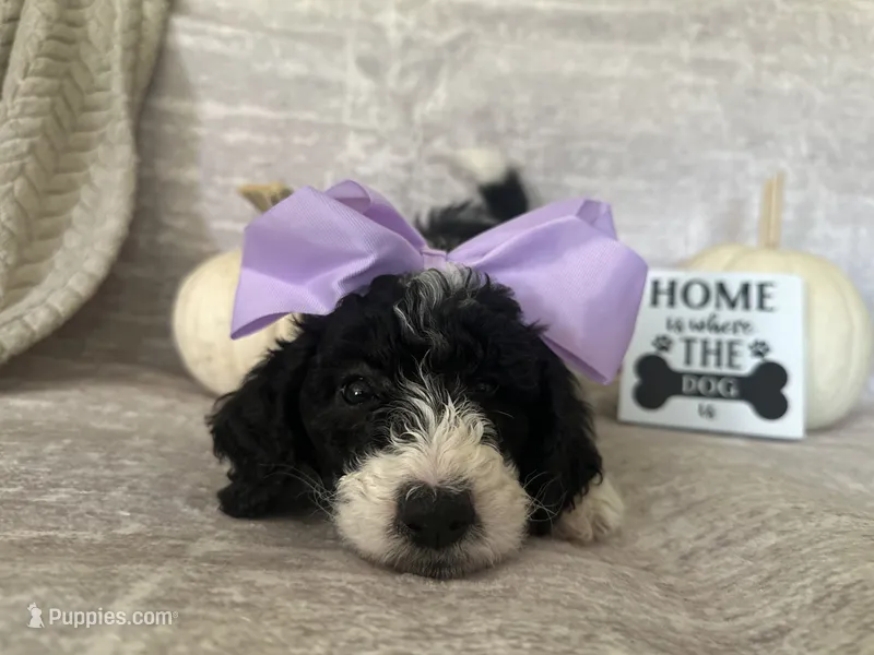 Lavender 💜 – Goldendoodle puppy for sale in Fredericksburg, VA