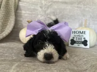 Lavender 💜, a female Goldendoodle for sale in Fredericksburg, VA – 1 of 10