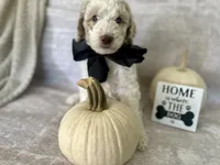 Ash🖤, a male Goldendoodle and Poodle - Standard  for sale in Fredericksburg, VA – 3 of 9