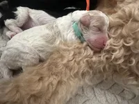 Jade 🩵, a female Goldendoodle and Poodle - Standard  for sale in Fredericksburg, VA – 5 of 8