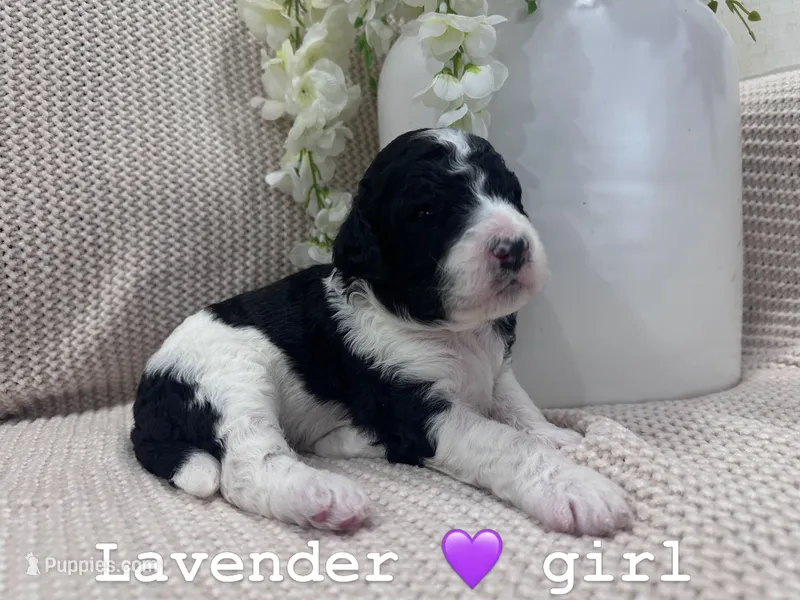 Lavender 💜 – Goldendoodle puppy for sale in Fredericksburg, VA