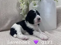 Lavender 💜, a female Goldendoodle for sale in Fredericksburg, VA – 10 of 10