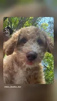 Kiko , a male Goldendoodle and Poodle - Standard  for sale in Fredericksburg, VA – 1 of 7