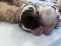 Wave, a female Goldendoodle and Poodle - Standard  for sale in Fredericksburg, VA – Photo 3 of 5