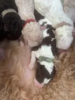 Wave, a female Goldendoodle and Poodle - Standard  for sale in Fredericksburg, VA – Photo 5 of 5