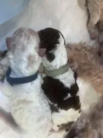 Wave, a female Goldendoodle and Poodle - Standard  for sale in Fredericksburg, VA – Photo 4 of 5