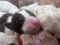 Wave, a female Goldendoodle and Poodle - Standard  for sale in Fredericksburg, VA – Photo 1 of 5