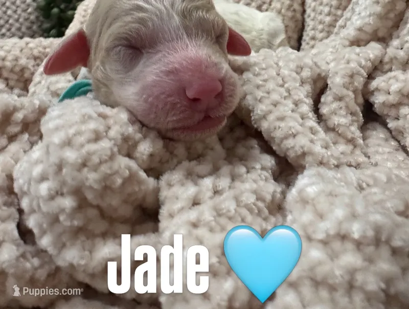 Jade 🩵 – Goldendoodle, Poodle - Standard  puppy for sale in Fredericksburg, VA