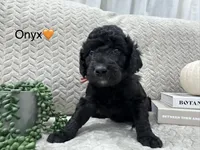 Onyx 🧡, a male Goldendoodle and Poodle - Standard  for sale in Fredericksburg, VA – 9 of 10