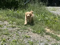 Kiko , a male Goldendoodle and Poodle - Standard  for sale in Fredericksburg, VA – 7 of 7