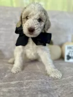 Ash🖤, a male Goldendoodle and Poodle - Standard  for sale in Fredericksburg, VA – 1 of 9