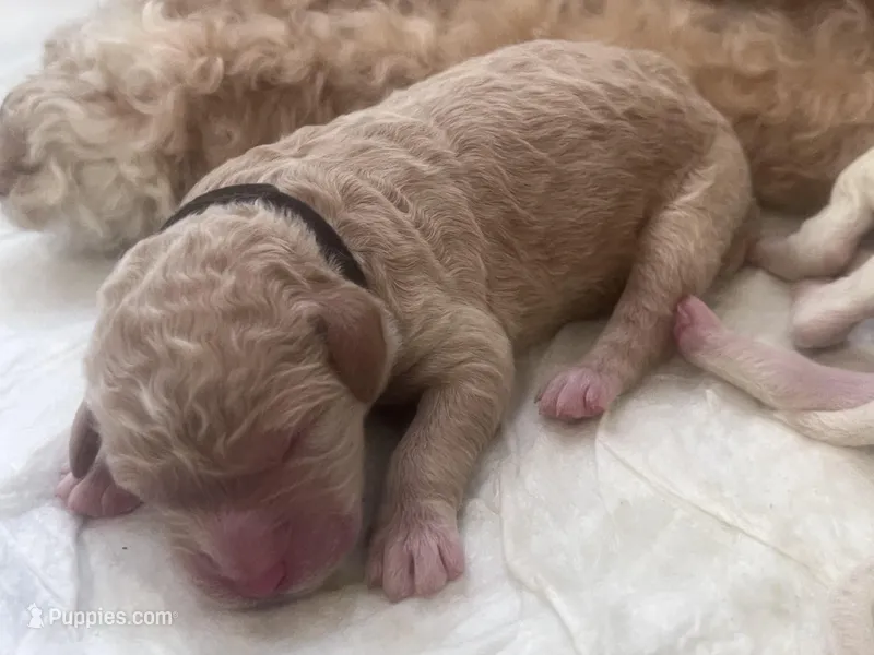 Willow – Goldendoodle, Poodle - Standard  puppy for sale in Fredericksburg, VA