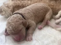 Willow, a male Goldendoodle and Poodle - Standard  for sale in Fredericksburg, VA – Photo 1 of 3