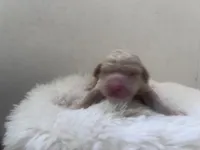 Willow, a male Goldendoodle and Poodle - Standard  for sale in Fredericksburg, VA – Photo 2 of 3