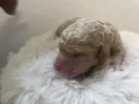 Willow, a male Goldendoodle and Poodle - Standard  for sale in Fredericksburg, VA – Photo 3 of 3