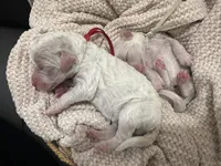 Bricks ❤️, a male Goldendoodle and Poodle - Standard  for sale in Fredericksburg, VA – 6 of 9