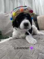 Lavender 💜, a female Goldendoodle for sale in Fredericksburg, VA – 4 of 10