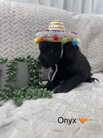 Onyx 🧡, a male Goldendoodle and Poodle - Standard  for sale in Fredericksburg, VA – 7 of 10