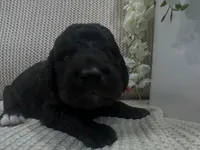Onyx 🧡, a male Goldendoodle and Poodle - Standard  for sale in Fredericksburg, VA – 8 of 10