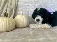 Lavender 💜, a female Goldendoodle for sale in Fredericksburg, VA – 3 of 10