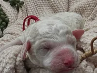 Bricks ❤️, a male Goldendoodle and Poodle - Standard  for sale in Fredericksburg, VA – 3 of 9