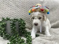 Ivory 🤍, a female Goldendoodle and Poodle - Standard  for sale in Fredericksburg, VA – 8 of 10