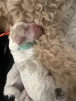 Jade 🩵, a female Goldendoodle and Poodle - Standard  for sale in Fredericksburg, VA – 7 of 8
