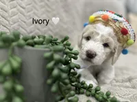 Ivory 🤍, a female Goldendoodle and Poodle - Standard  for sale in Fredericksburg, VA – 6 of 10