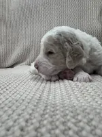 Bricks ❤️, a male Goldendoodle and Poodle - Standard  for sale in Fredericksburg, VA – 9 of 10