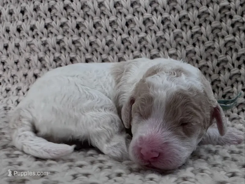 Jade 🩵 – Goldendoodle, Poodle - Standard  puppy for sale in Fredericksburg, VA