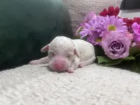 Sky, a female Goldendoodle and Poodle - Standard  for sale in Fredericksburg, VA – Photo 6 of 7