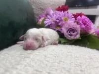 Sky, a female Goldendoodle and Poodle - Standard  for sale in Fredericksburg, VA – Photo 7 of 7