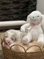 Sky, a female Goldendoodle and Poodle - Standard  for sale in Fredericksburg, VA – Photo 8 of 9