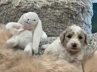 Sky, a female Goldendoodle and Poodle - Standard  for sale in Fredericksburg, VA – Photo 3 of 10
